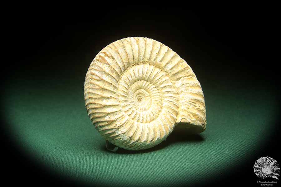 Perisphinctes spec. (18266) ein Kopffüßer aus Madagaskar | Fossilien | Kopffüßer