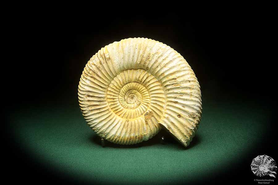 Perisphinctes spec. (18268) ein Kopffüßer aus Madagaskar | Fossilien | Kopffüßer