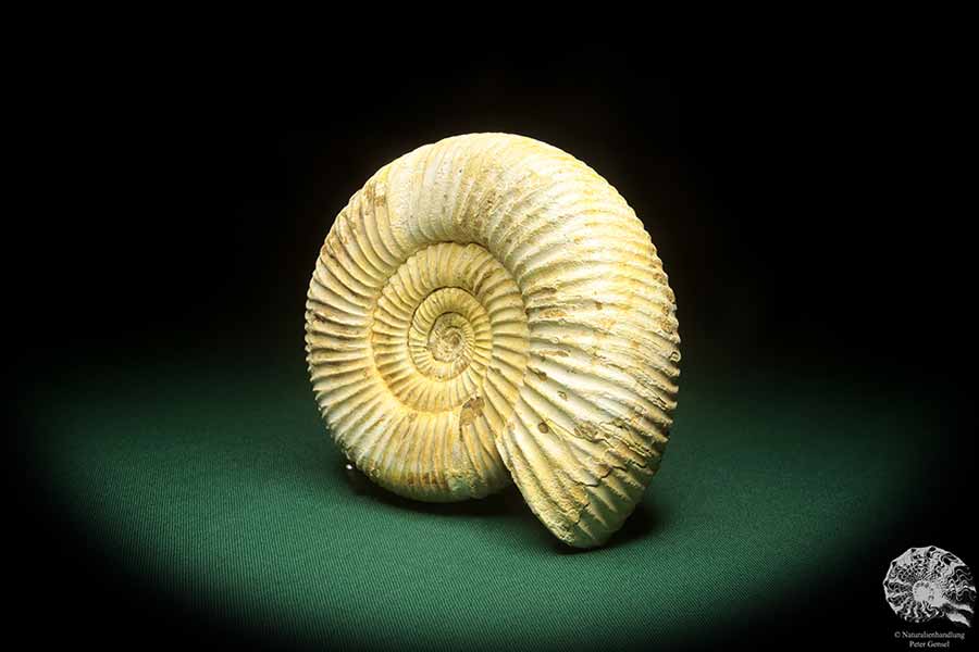 Perisphinctes spec. (18268) ein Kopffüßer aus Madagaskar | Fossilien | Kopffüßer