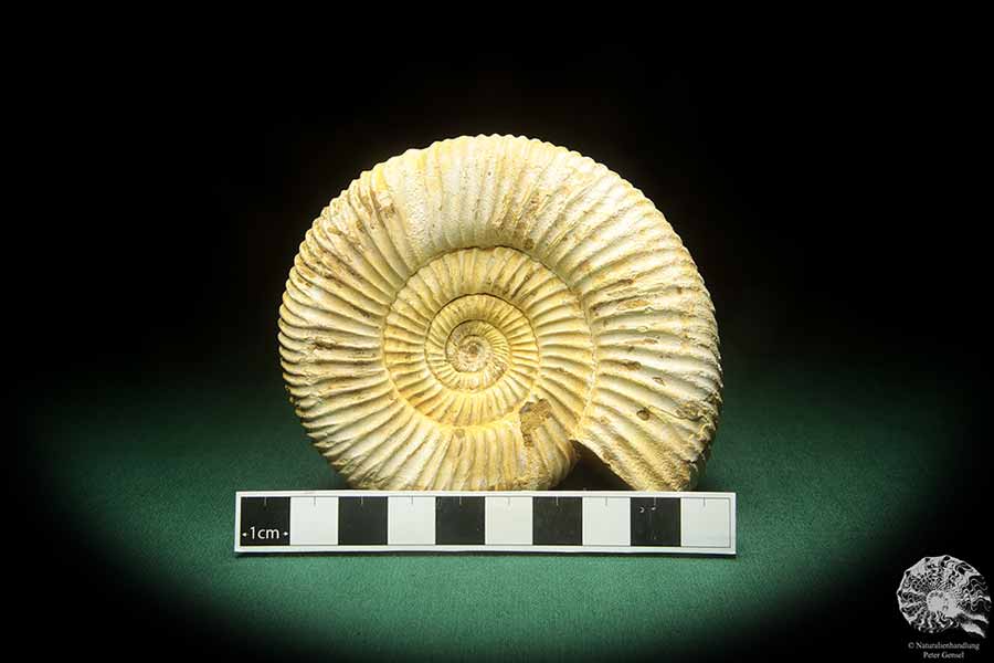 Perisphinctes spec. (18268) ein Kopffüßer aus Madagaskar | Fossilien | Kopffüßer