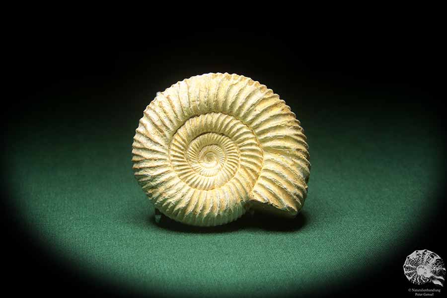 Perisphinctes spec. (18271) ein Kopffüßer aus Madagaskar | Fossilien | Kopffüßer