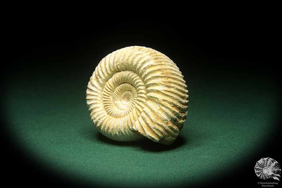 Perisphinctes spec. (18271) a cephalopod from Madagascar | Fossils | Cephalopods