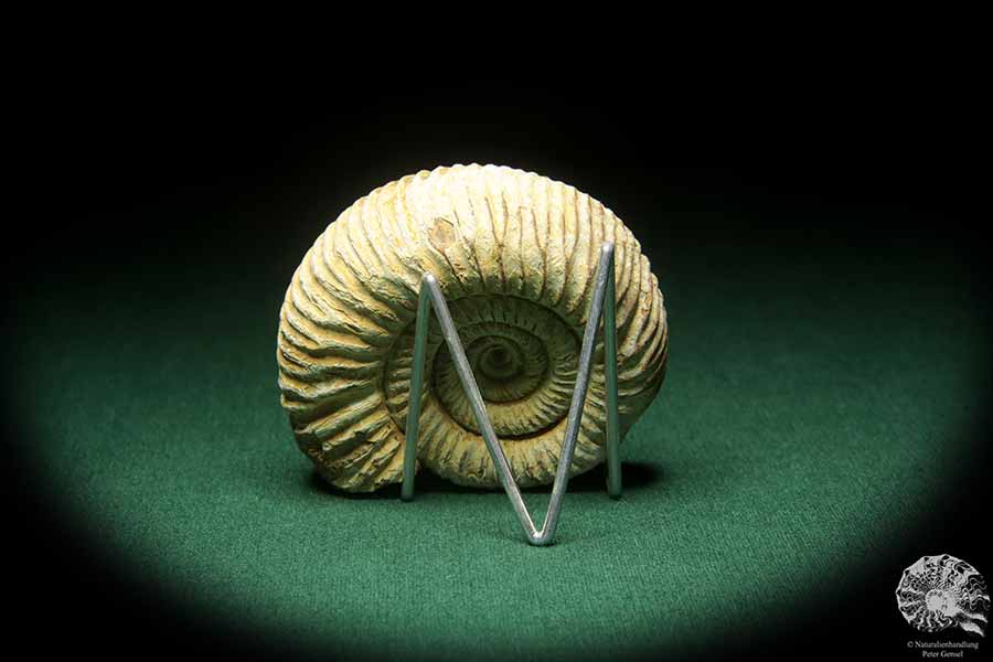 Perisphinctes spec. (18271) a cephalopod from Madagascar | Fossils | Cephalopods