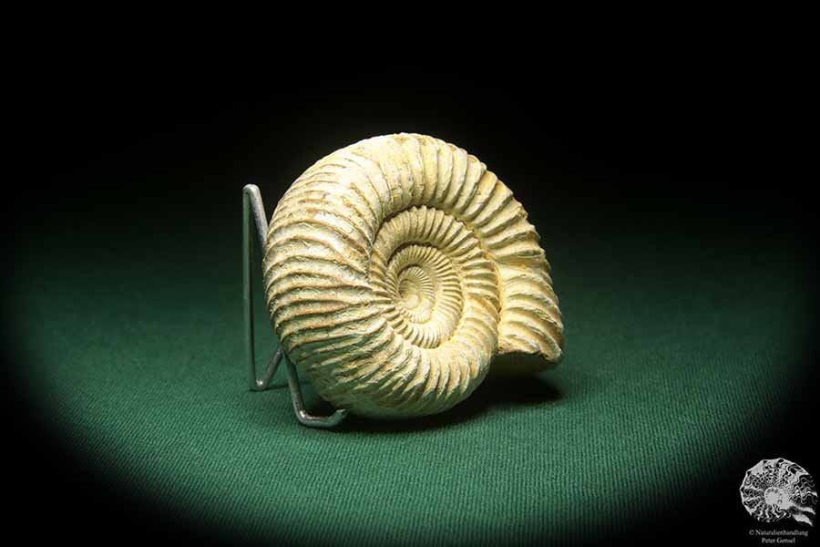 Perisphinctes spec. (18271) a cephalopod from Madagascar | Fossils | Cephalopods