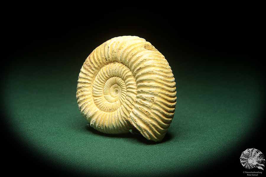 Prosososphinctes virguloides (18272) a cephalopod from Madagascar | Fossils | Cephalopods