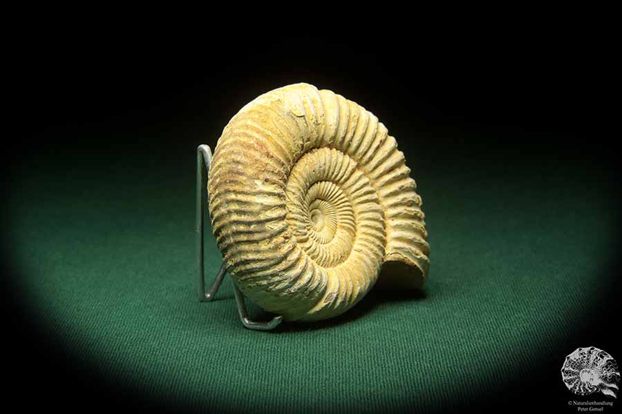 Prosososphinctes virguloides (18272) a cephalopod from Madagascar | Fossils | Cephalopods