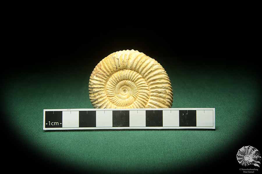 Prosososphinctes virguloides (18272) ein Kopffüßer aus Madagaskar | Fossilien | Kopffüßer