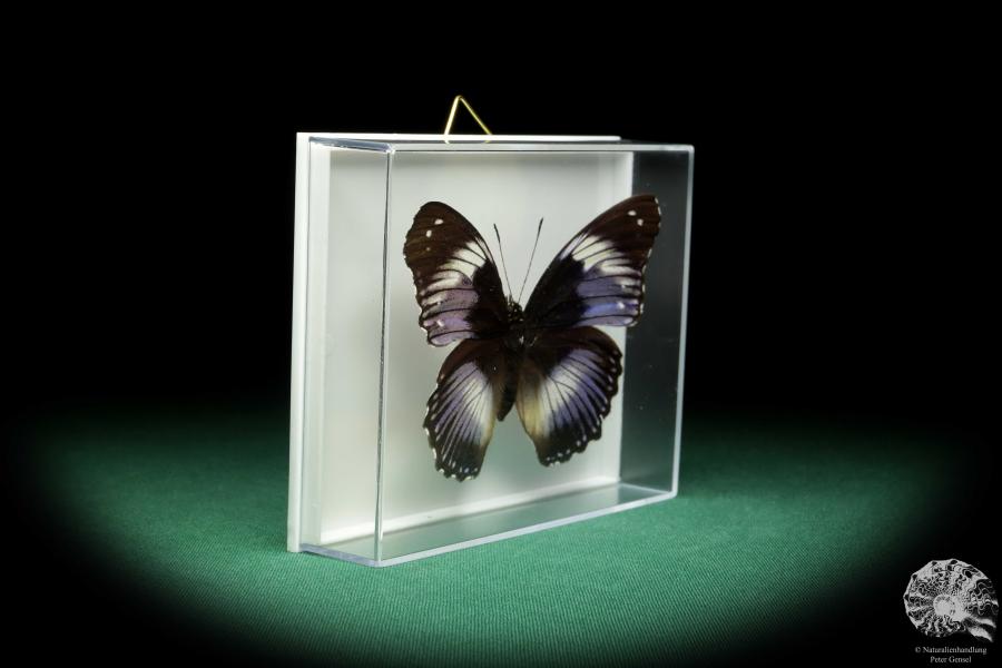 Hypolimnas salmacis (18435) a butterfly from Africa | Taxidermy | Butterflies