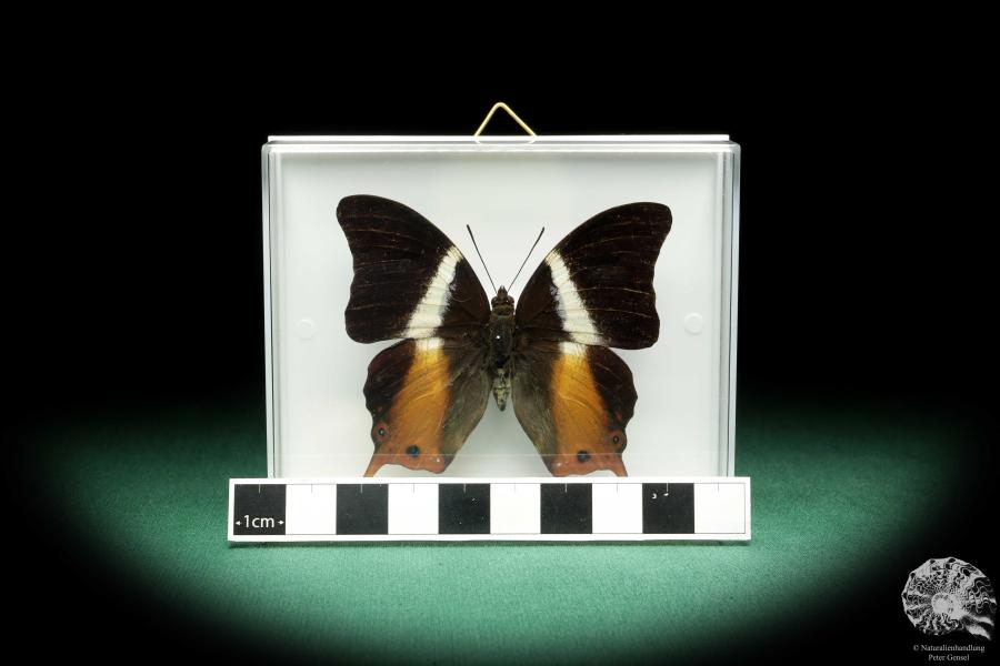 Palla ussheri (18443) ein Schmetterling aus Afrika | Präparate | Schmetterlinge