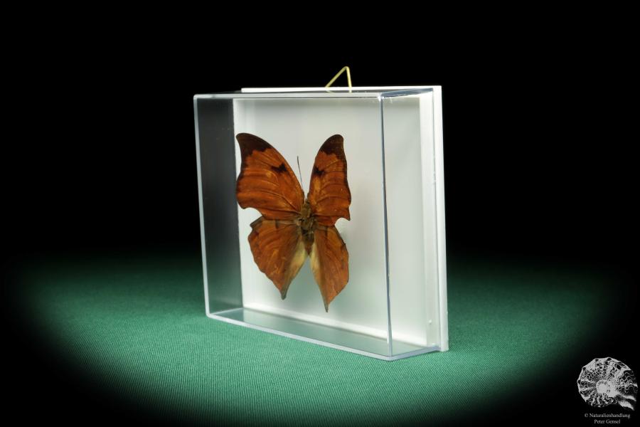 Zaretis itys isidora (18444) a butterfly from South America | Taxidermy | Butterflies