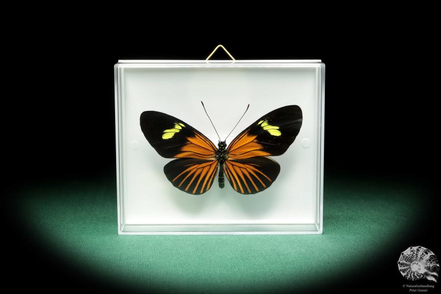 Eueides tales ssp. (18445) a butterfly from South America | Taxidermy | Butterflies