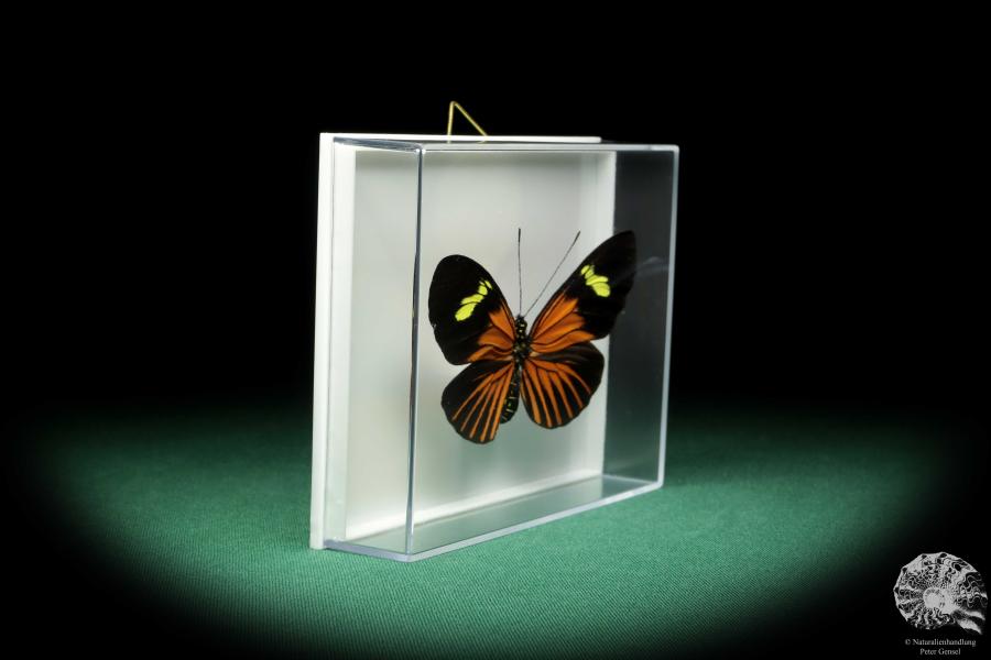 Eueides tales ssp. (18445) a butterfly from South America | Taxidermy | Butterflies