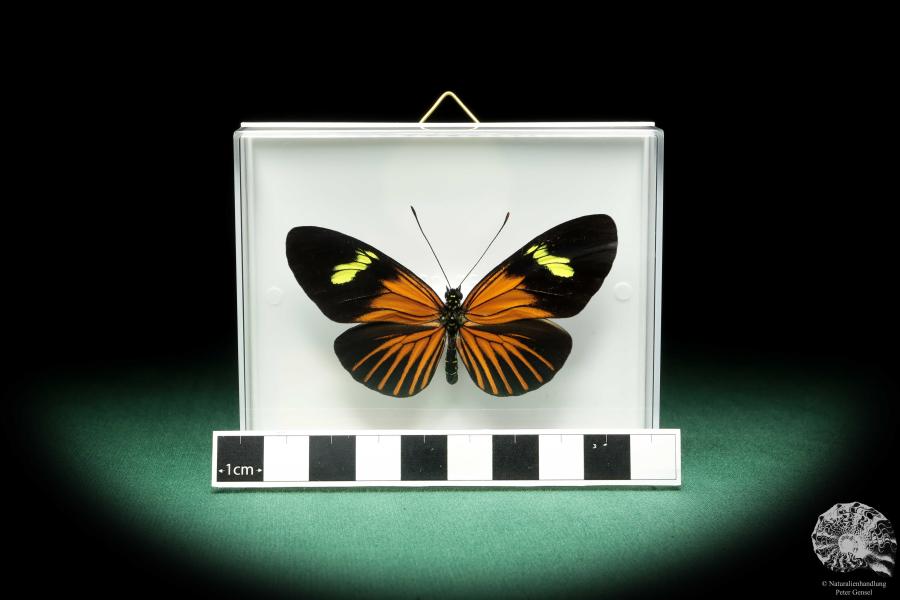 Eueides tales ssp. (18445) ein Schmetterling aus Südamerika | Präparate | Schmetterlinge