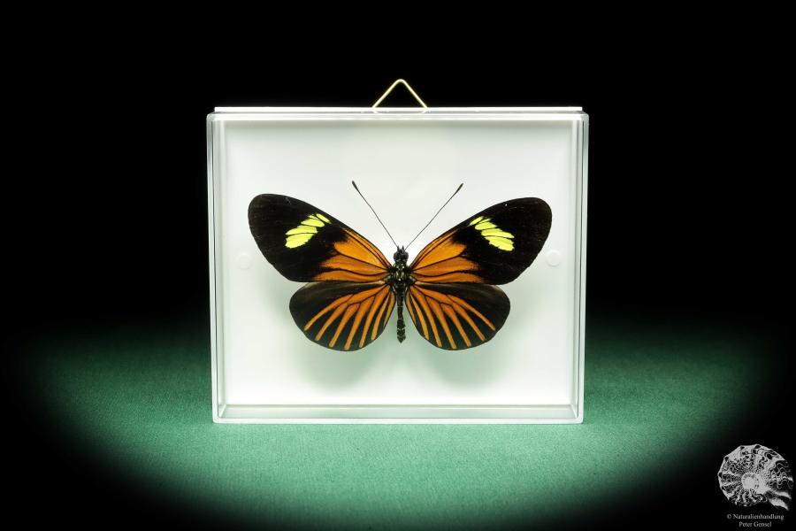 Eueides tales ssp. (18446) ein Schmetterling aus Südamerika | Präparate | Schmetterlinge