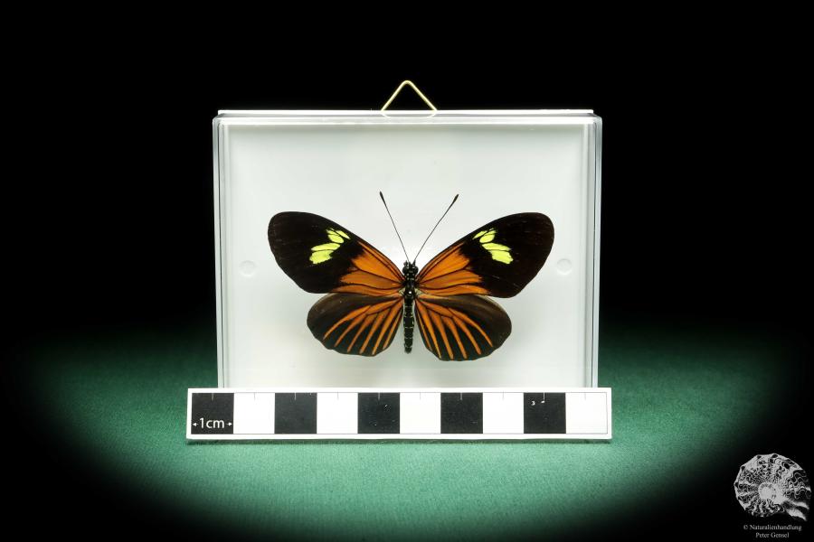 Eueides tales ssp. (18447) ein Schmetterling aus Südamerika | Präparate | Schmetterlinge