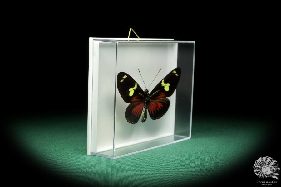 Heliconius doris (18462) a butterfly from Colombia | Taxidermy | Butterflies