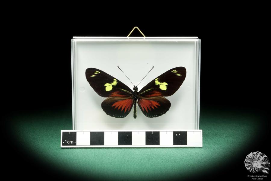 Heliconius doris (18462) a butterfly from Colombia | Taxidermy | Butterflies