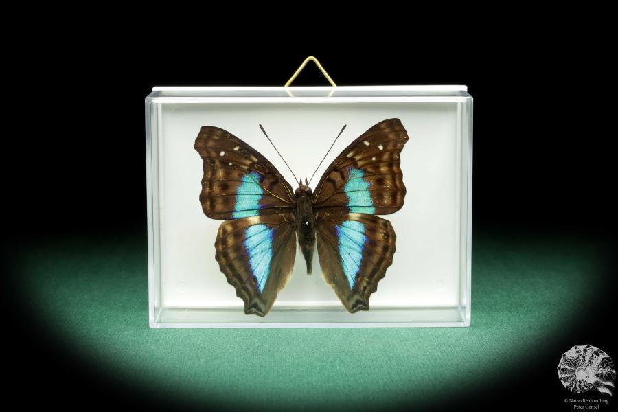 Doxocopa laurentia (18539) a butterfly from Peru | Taxidermy | Butterflies