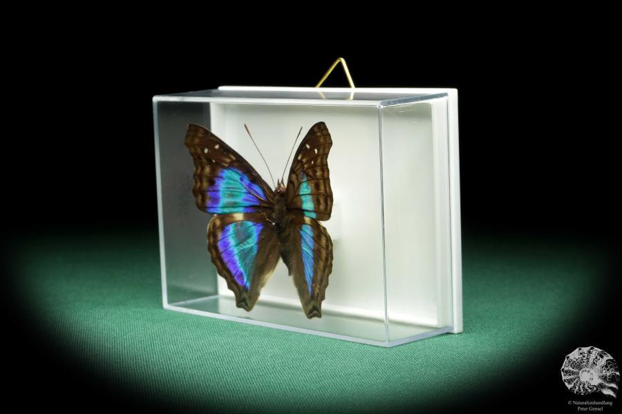 Doxocopa laurentia (18539) a butterfly from Peru | Taxidermy | Butterflies