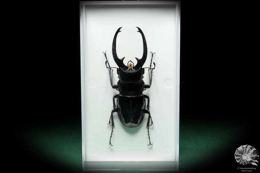 Odontolabis dalmani intermedia (18559) a beetle from Philippines | Taxidermy | Beetles