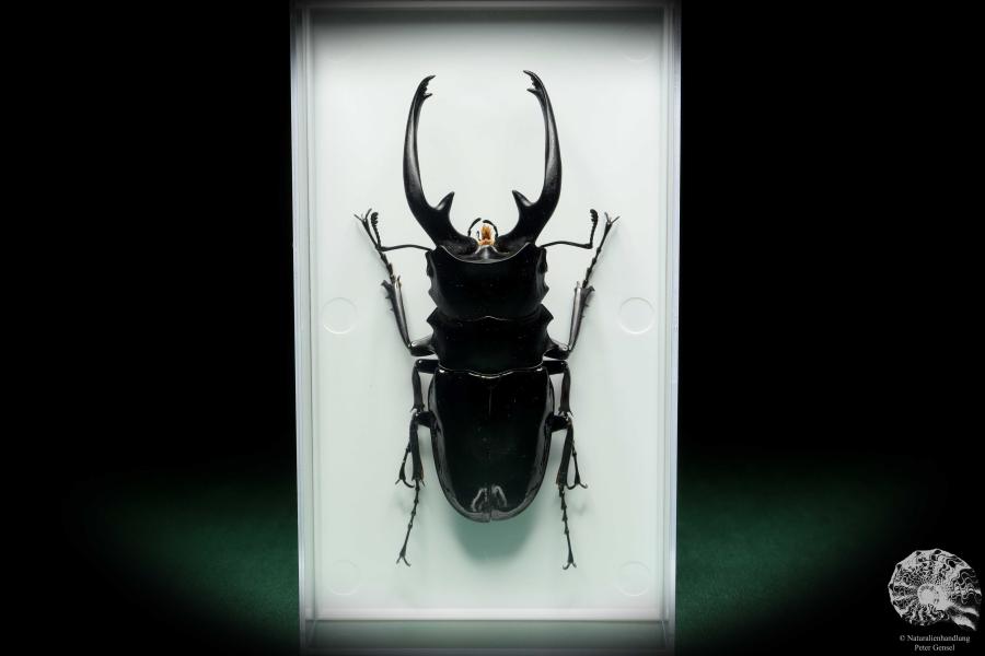 Odontolabis dalmani intermedia (18561) a beetle from Philippines | Taxidermy | Beetles