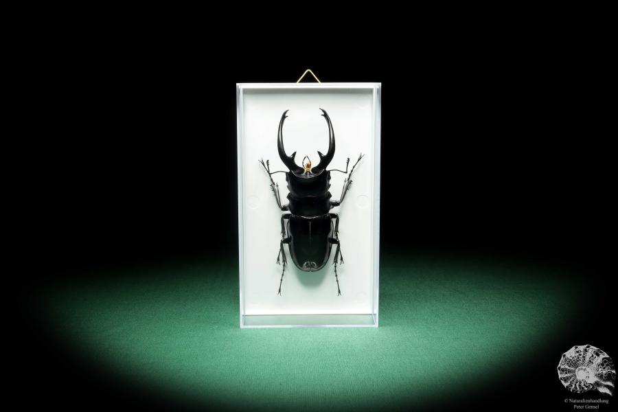 Odontolabis dalmani intermedia (18562) a beetle from Philippines | Taxidermy | Beetles