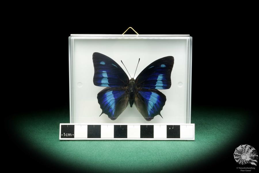 Polygrapha cyanea ein Schmetterling