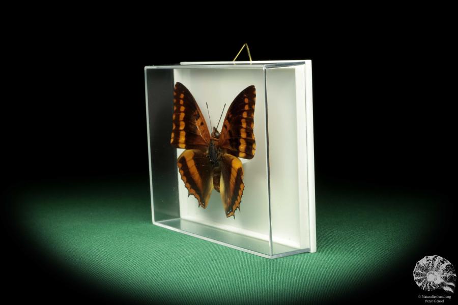 Charaxes lucretius (18589) a butterfly from Africa | Taxidermy | Butterflies