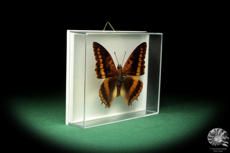 Charaxes lucretius (18589) a butterfly from Africa | Taxidermy | Butterflies