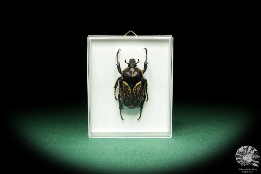 Fornasinius fornasini (18615) a beetle from East Africa | Taxidermy | Beetles