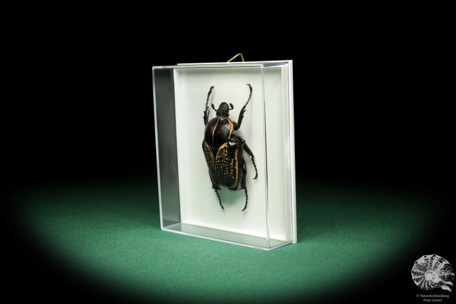 Fornasinius fornasini (18615) a beetle from East Africa | Taxidermy | Beetles