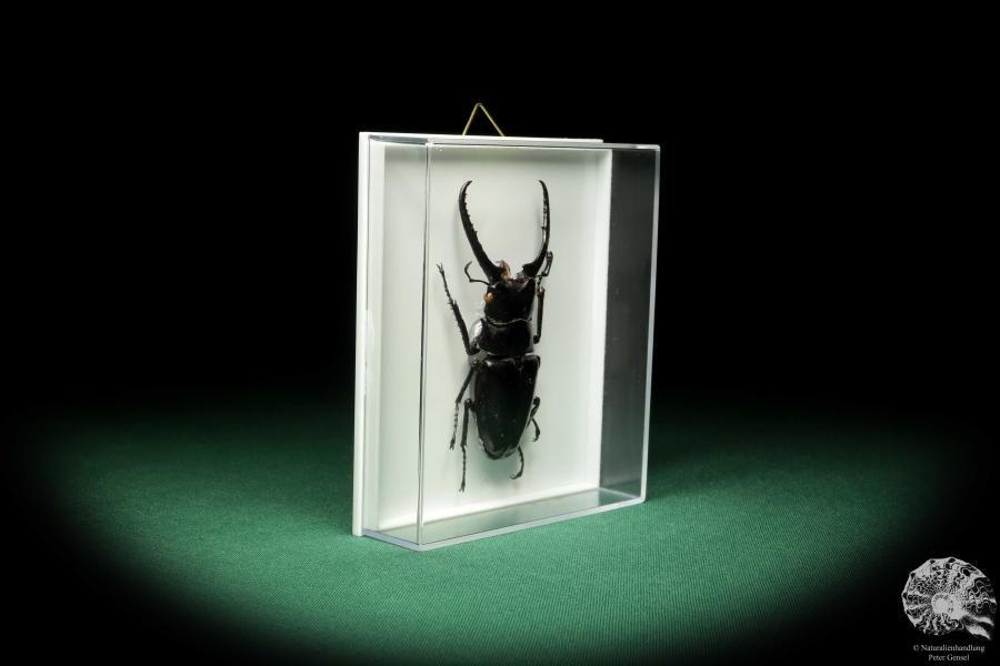 Prosopocoilus confucius (18617) a beetle from North Vietnam | Taxidermy | Beetles