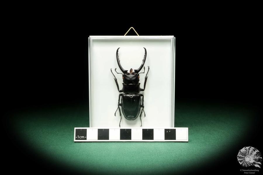 Prosopocoilus confucius (18617) a beetle from North Vietnam | Taxidermy | Beetles