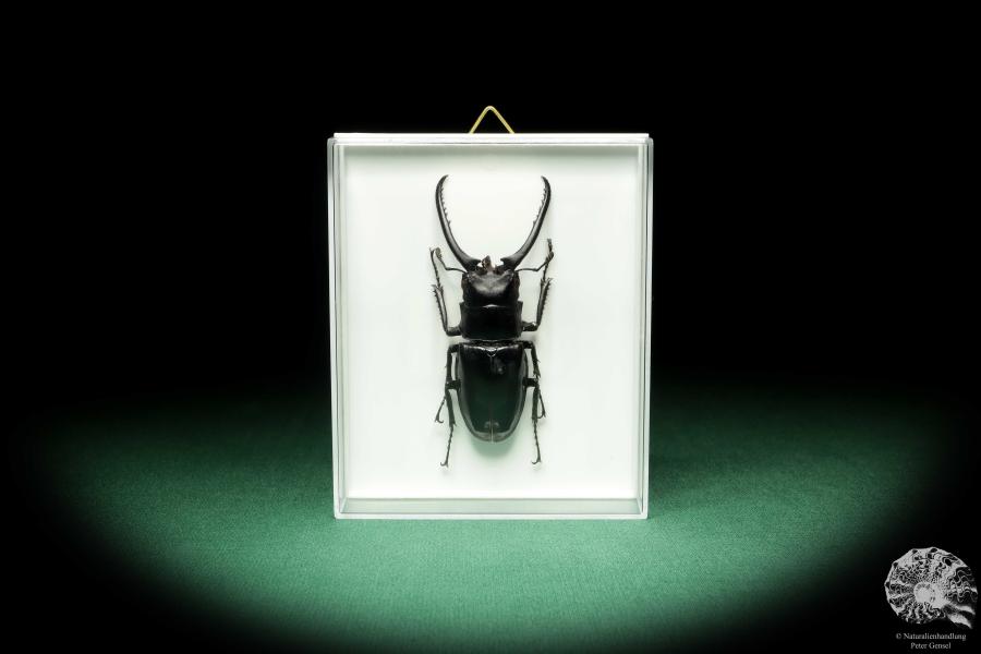 Prosopocoilus confucius (18618) a beetle from North Vietnam | Taxidermy | Beetles