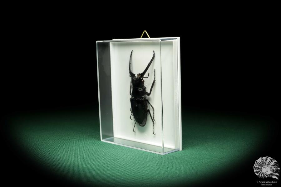 Prosopocoilus confucius (18618) a beetle from North Vietnam | Taxidermy | Beetles