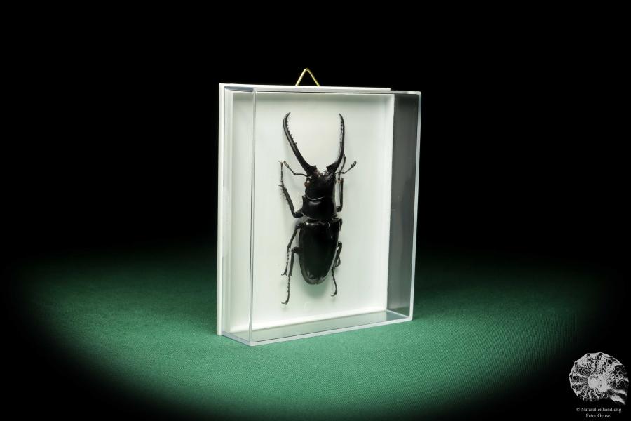 Prosopocoilus confucius (18618) a beetle from North Vietnam | Taxidermy | Beetles