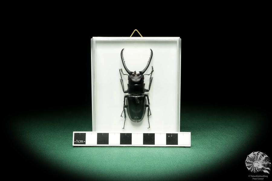 Prosopocoilus confucius (18618) a beetle from North Vietnam | Taxidermy | Beetles