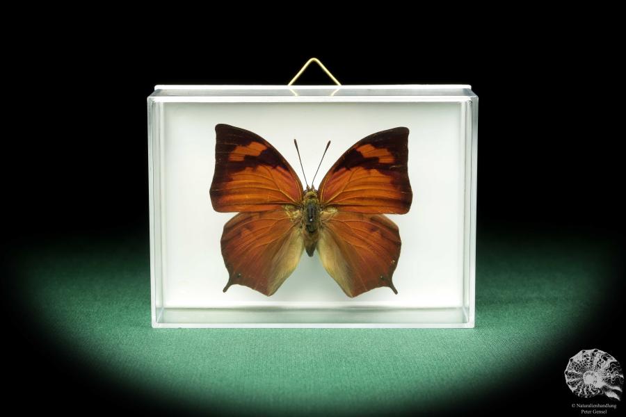 Fountainea eurypyle (18634) a butterfly from South America | Taxidermy | Butterflies