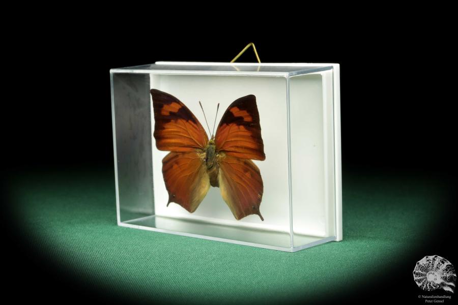 Fountainea eurypyle (18634) a butterfly from South America | Taxidermy | Butterflies