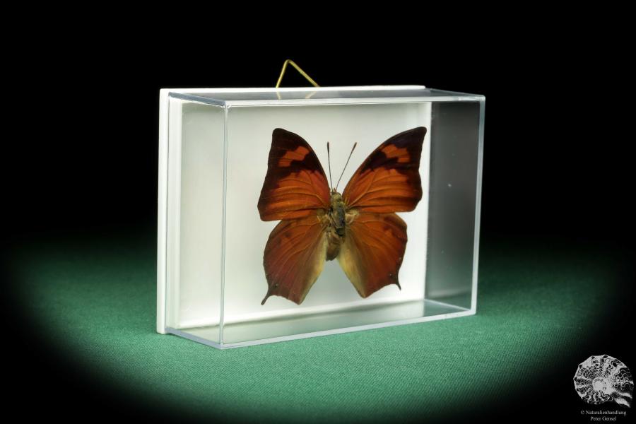 Fountainea eurypyle (18634) a butterfly from South America | Taxidermy | Butterflies