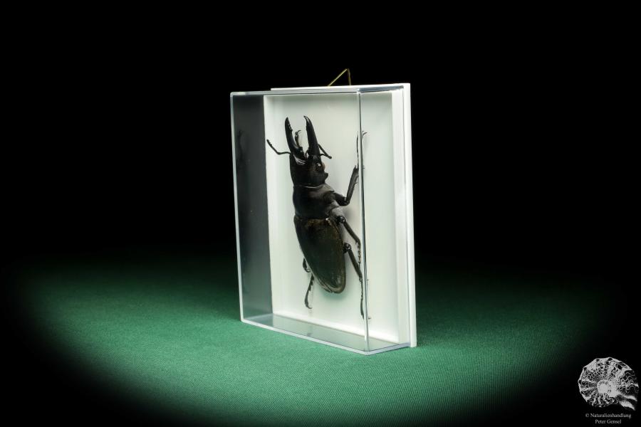 Odontolabis dalmani (18665) a beetle from Indonesia | Taxidermy | Beetles