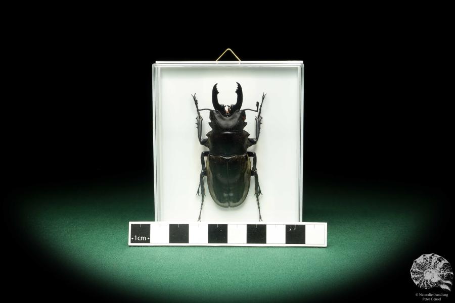 Odontolabis dalmani (18665) a beetle from Indonesia | Taxidermy | Beetles