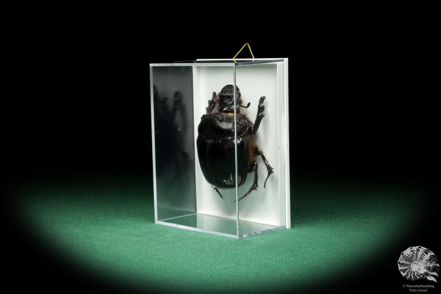 Heliocopris bucephalus (18671) a beetle from Southeast Asia | Taxidermy | Beetles