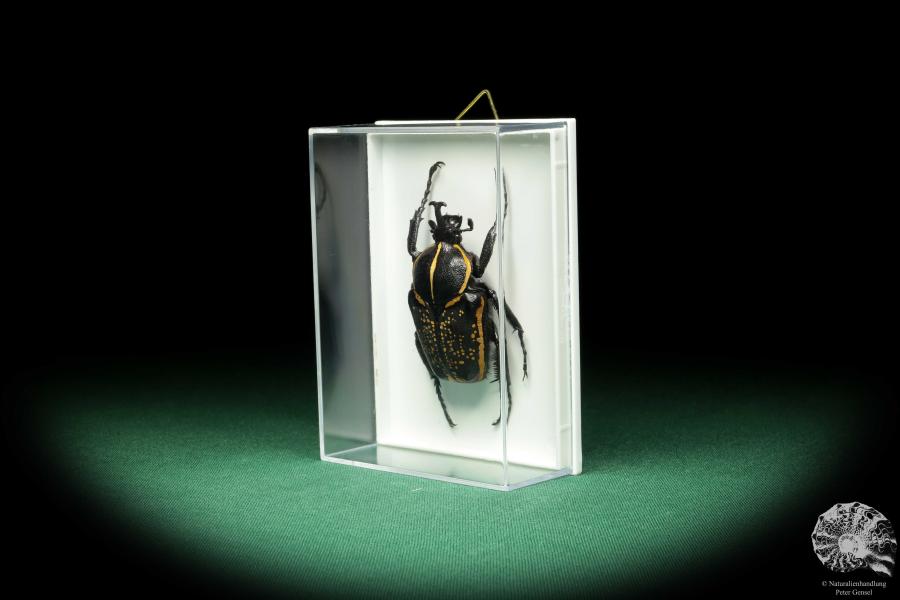 Fornasinius fornasini (18675) a beetle from East Africa | Taxidermy | Beetles