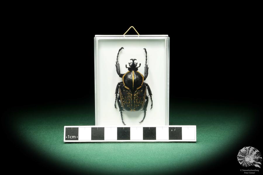 Fornasinius fornasini (18675) a beetle from East Africa | Taxidermy | Beetles