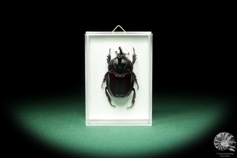 Enema pan (18692) a beetle from South America | Taxidermy | Beetles