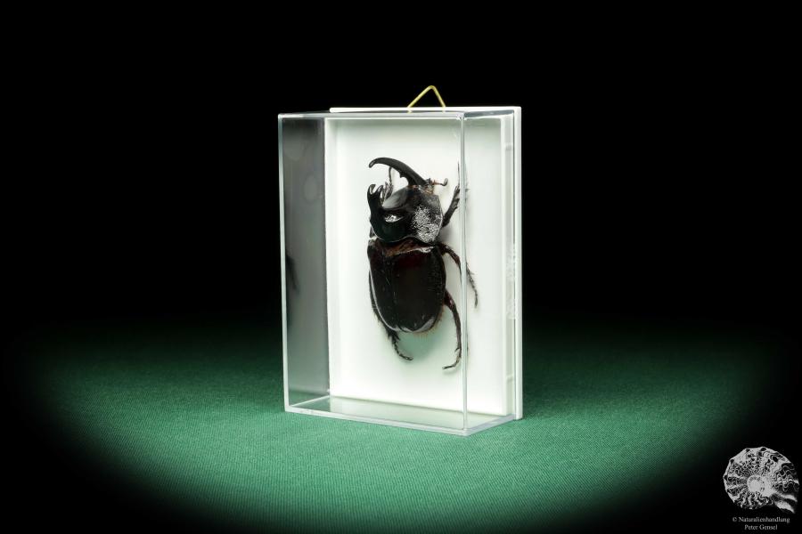 Enema pan (18692) a beetle from South America | Taxidermy | Beetles