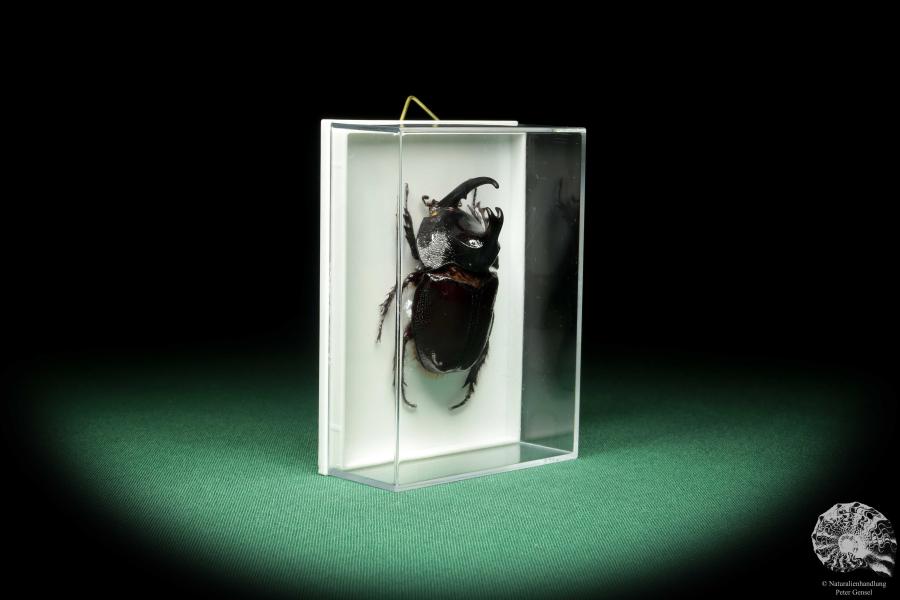 Enema pan (18692) a beetle from South America | Taxidermy | Beetles