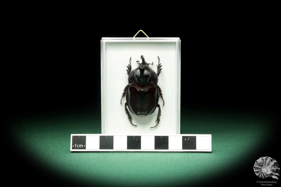 Enema pan (18692) a beetle from South America | Taxidermy | Beetles