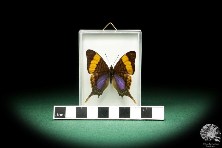 Marpesia corinna (18702) ein Schmetterling aus Südamerika | Präparate | Schmetterlinge